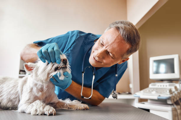 Best Emergency Dental Extractions in Country Club Hills, MO